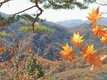 家庭养殖花卉风水好的品种（风水学家里养什么花风水好）